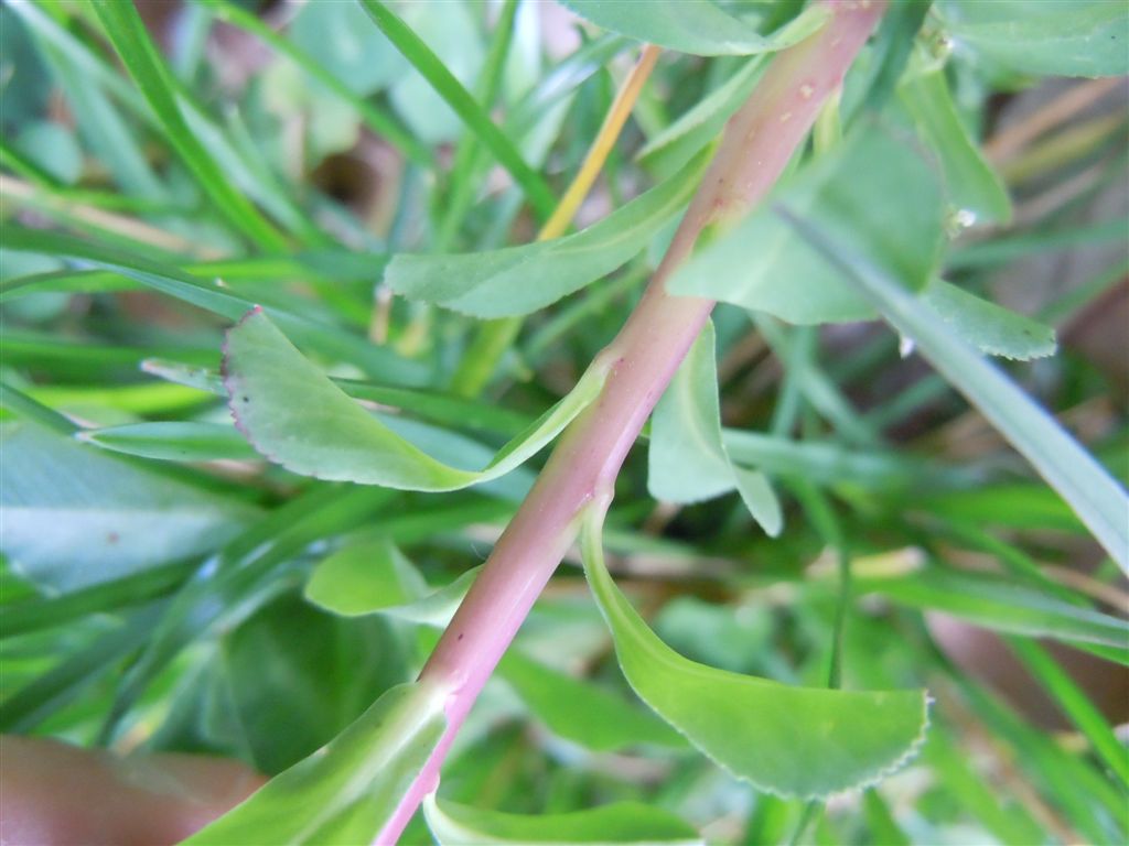 da Capodimonte - Euphorbia helioscopia L. subsp. helioscopia